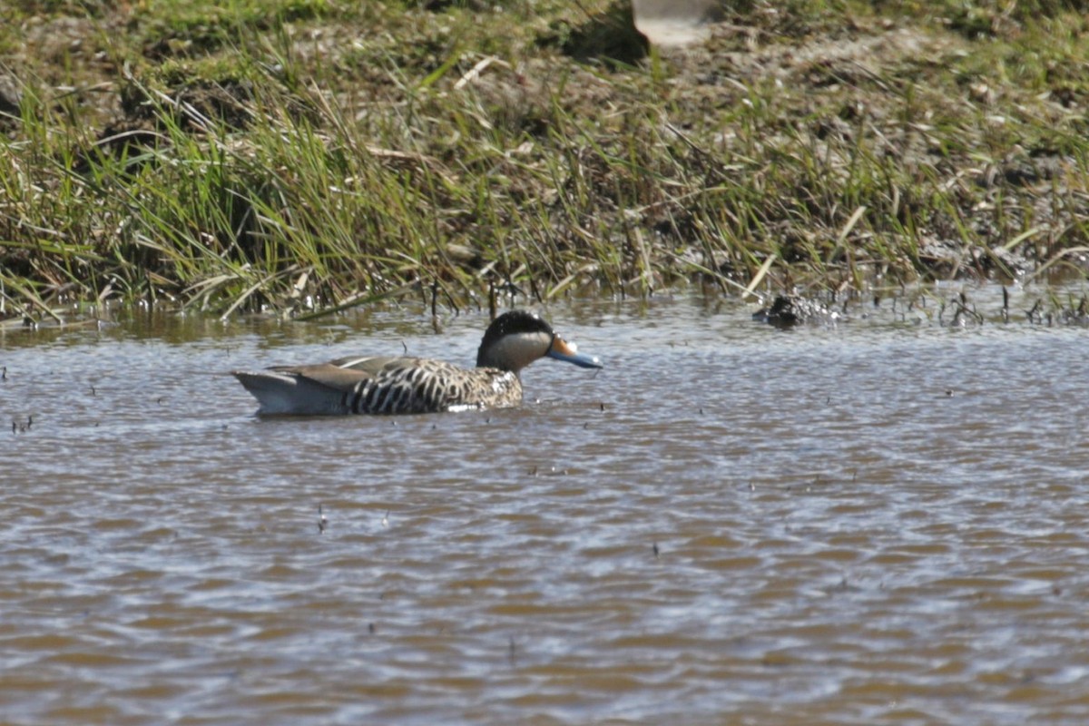 Silver Teal - ML507325921