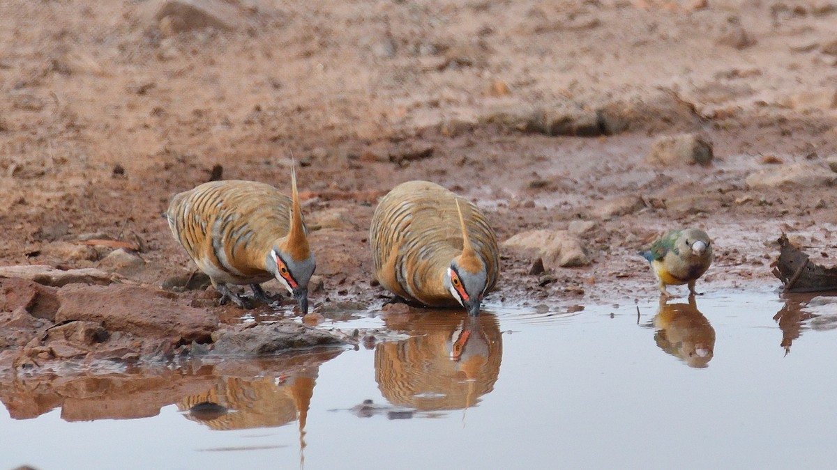 Spinifex Pigeon (White-bellied) - ML507326701