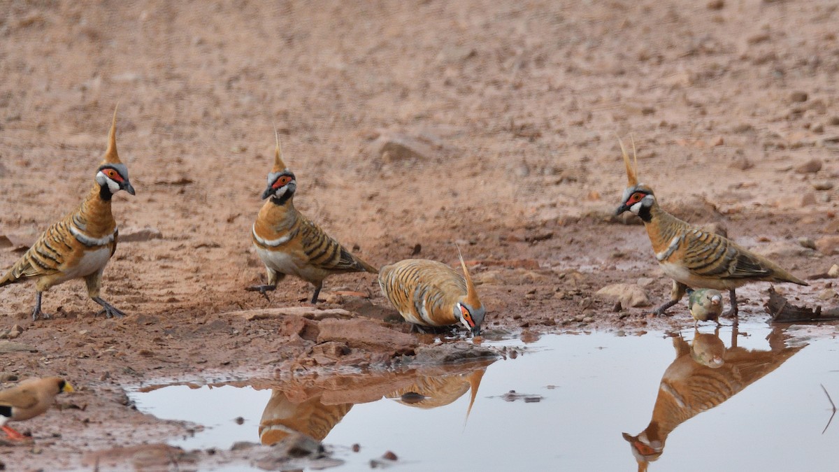 Spinifex Pigeon (White-bellied) - ML507326781