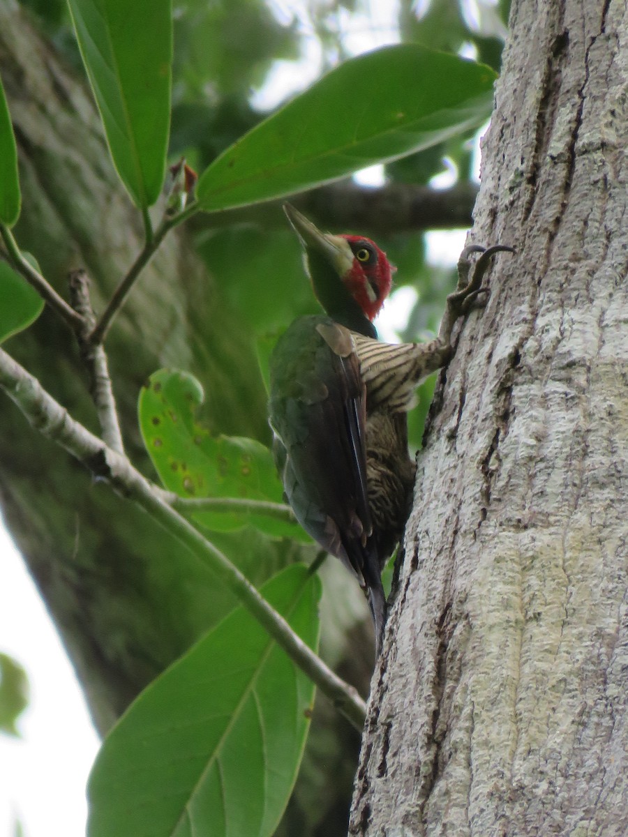 Crimson-crested Woodpecker - Vincent Vos