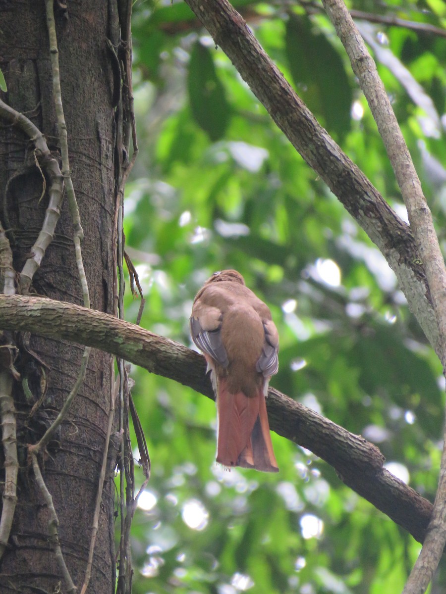 Collared Trogon - ML507327421