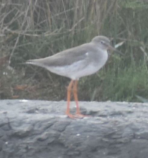 Common Redshank - Sally Anderson