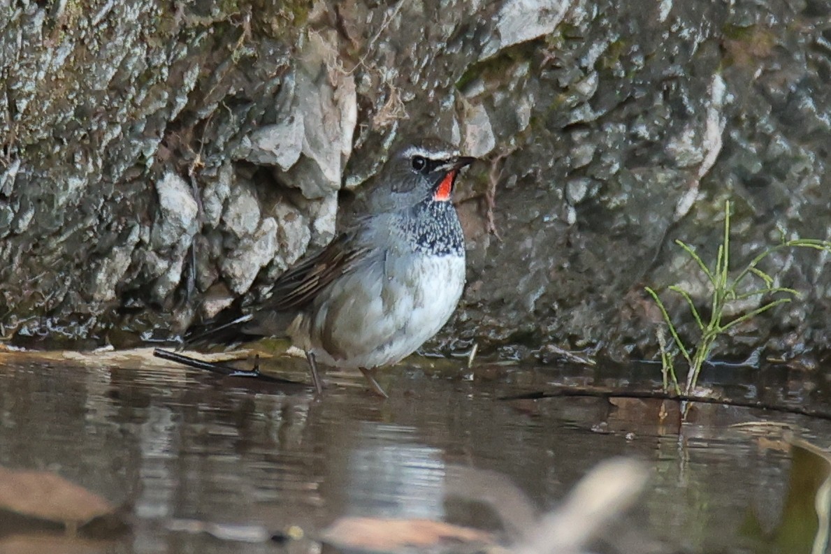 Himalayan Rubythroat - ML507329481