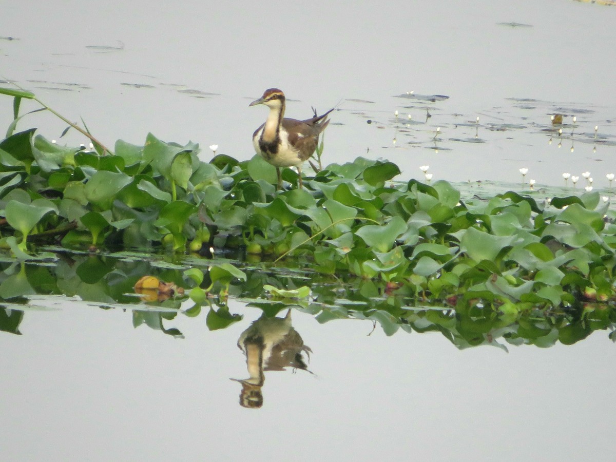 Pheasant-tailed Jacana - ML507329491