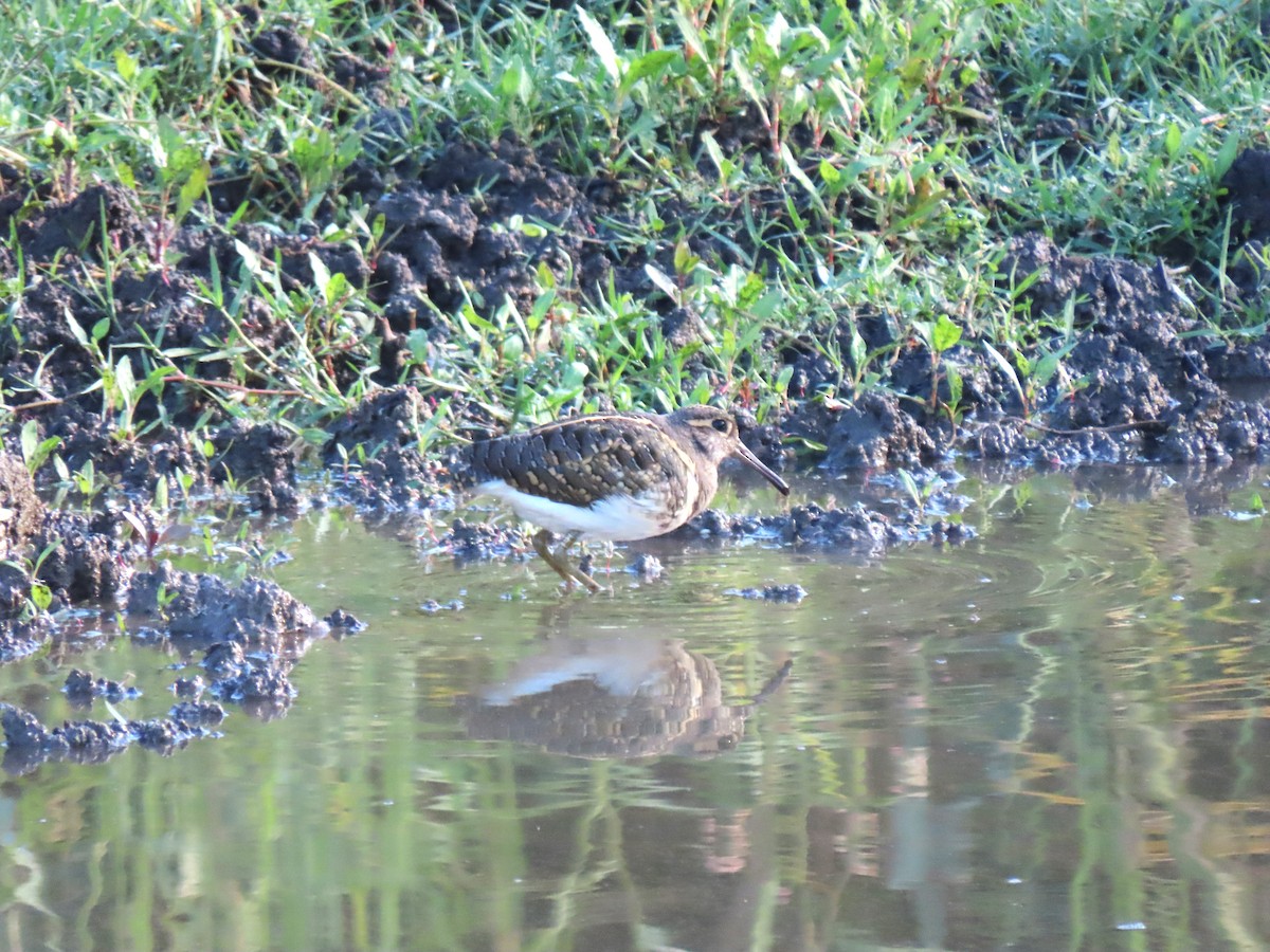 Greater Painted-Snipe - ML507329521