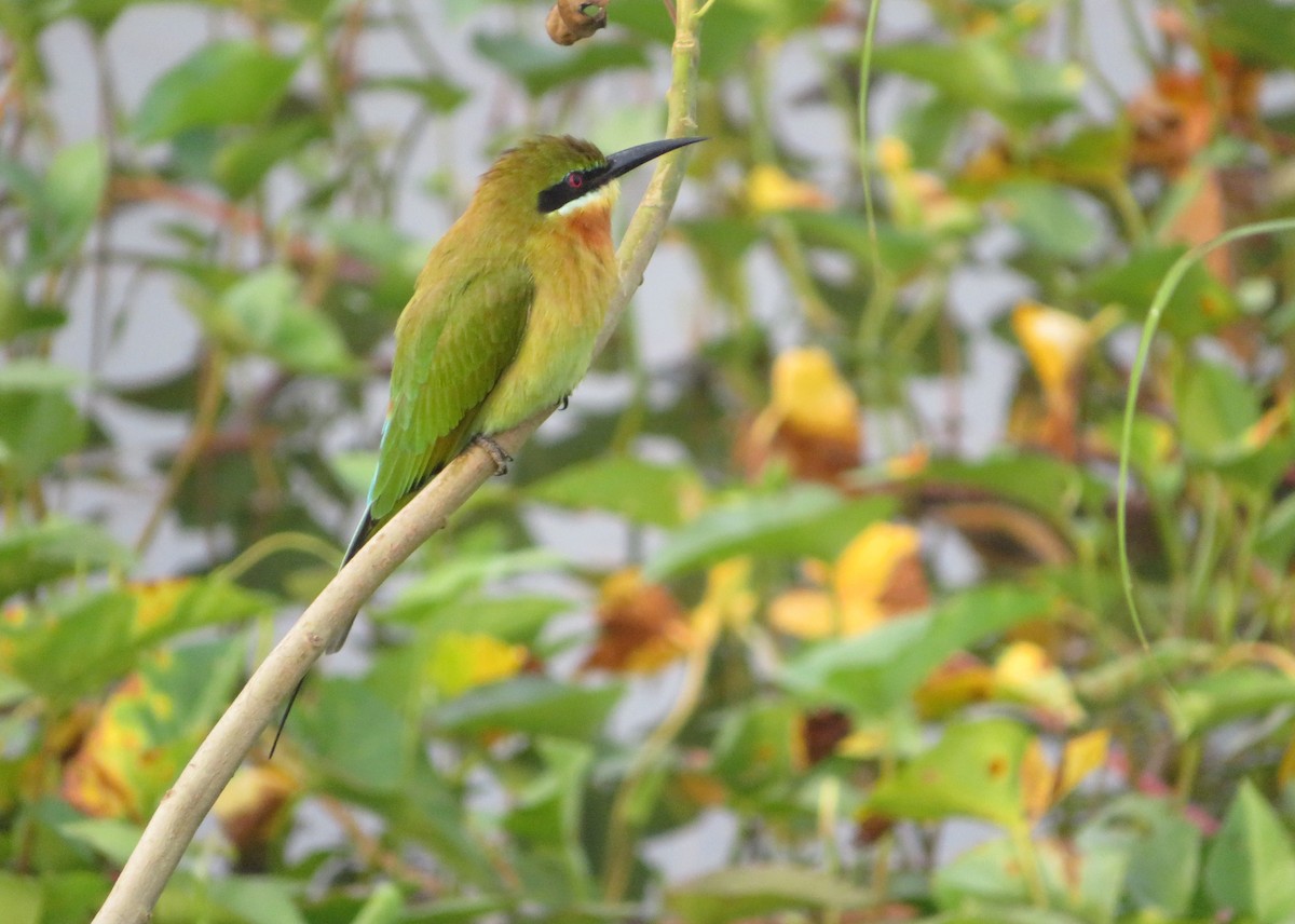 Blue-tailed Bee-eater - ML507329531