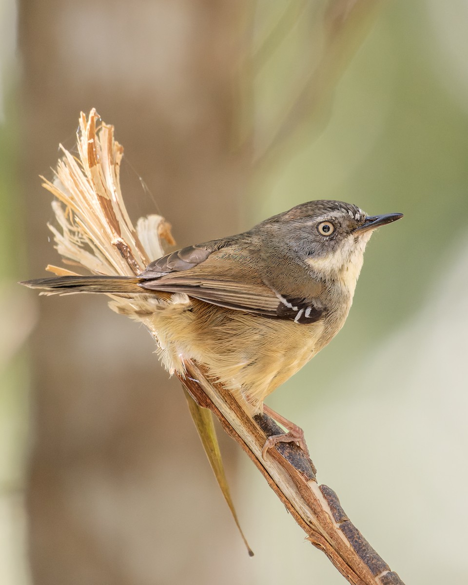 White-browed Scrubwren - ML507331291