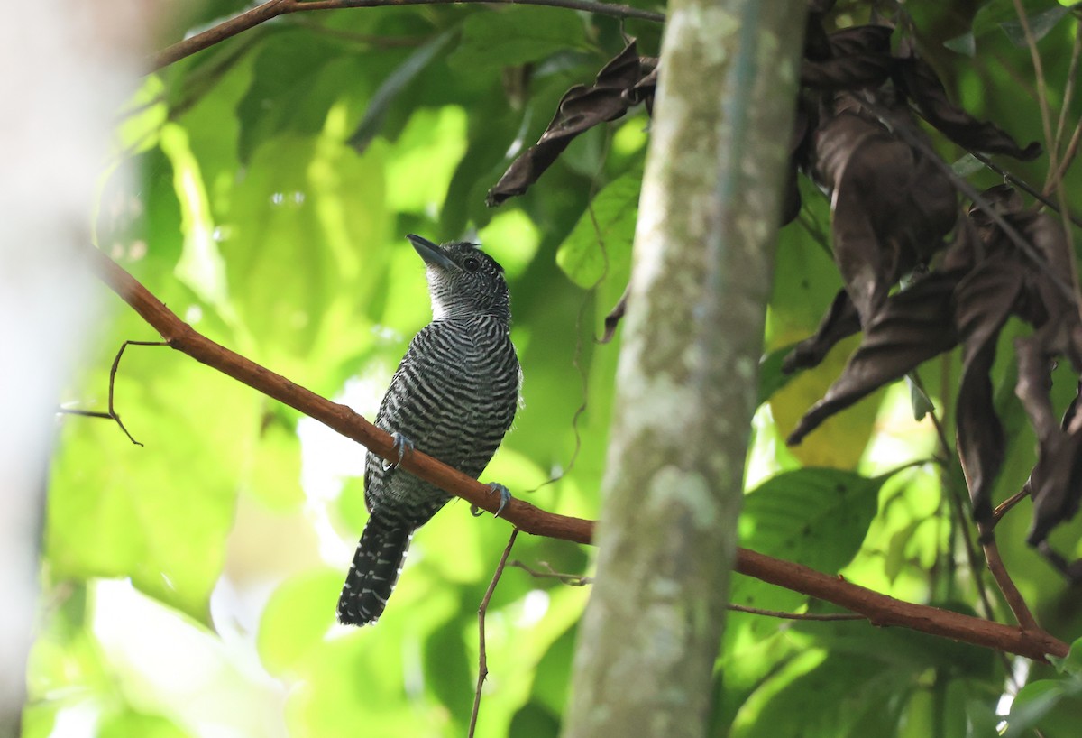 Bamboo Antshrike - Jose Luis Lescano Perez Pacheco