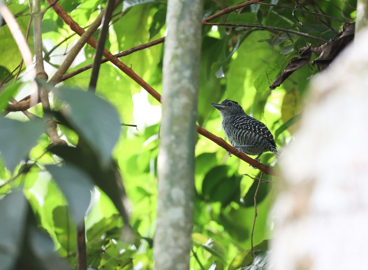 Bamboo Antshrike - ML507331481