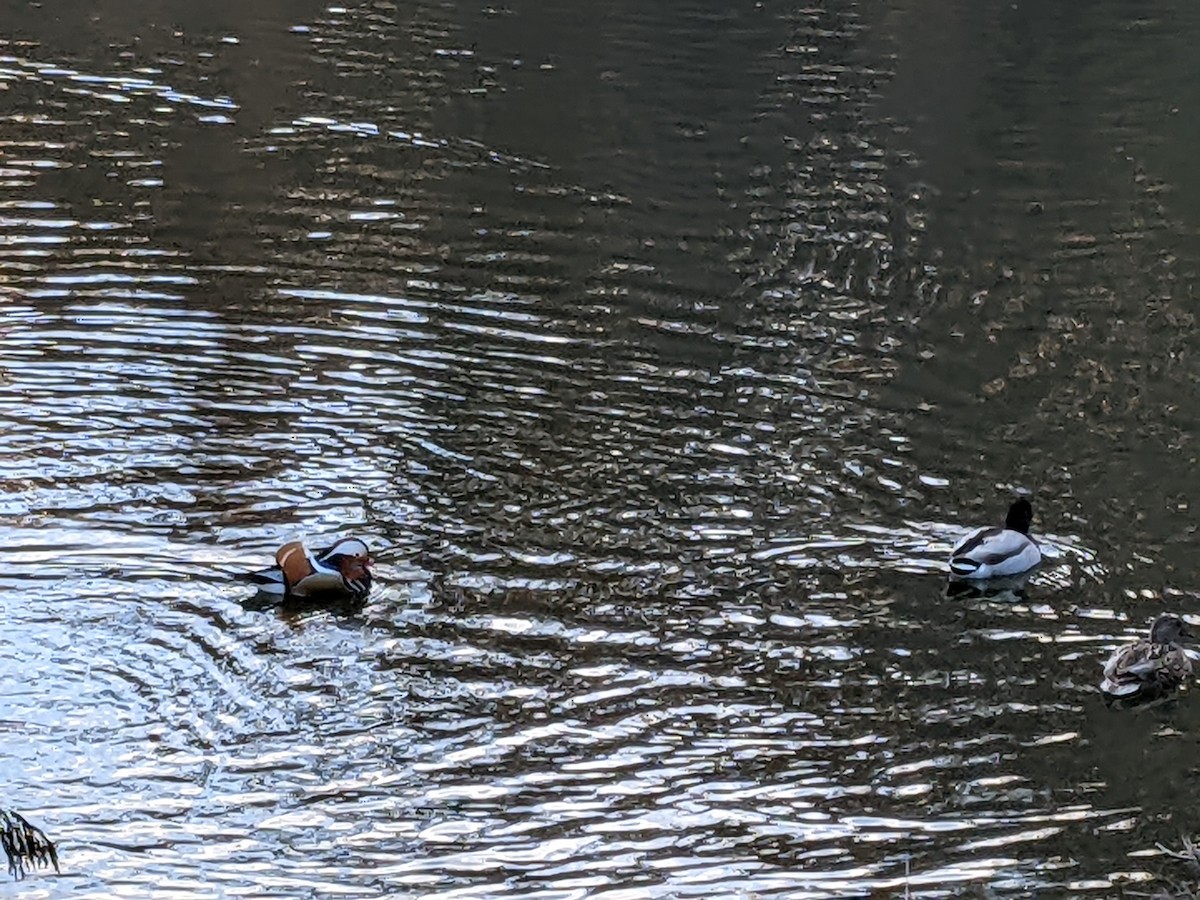 Mandarin Duck - Jan Cibulka