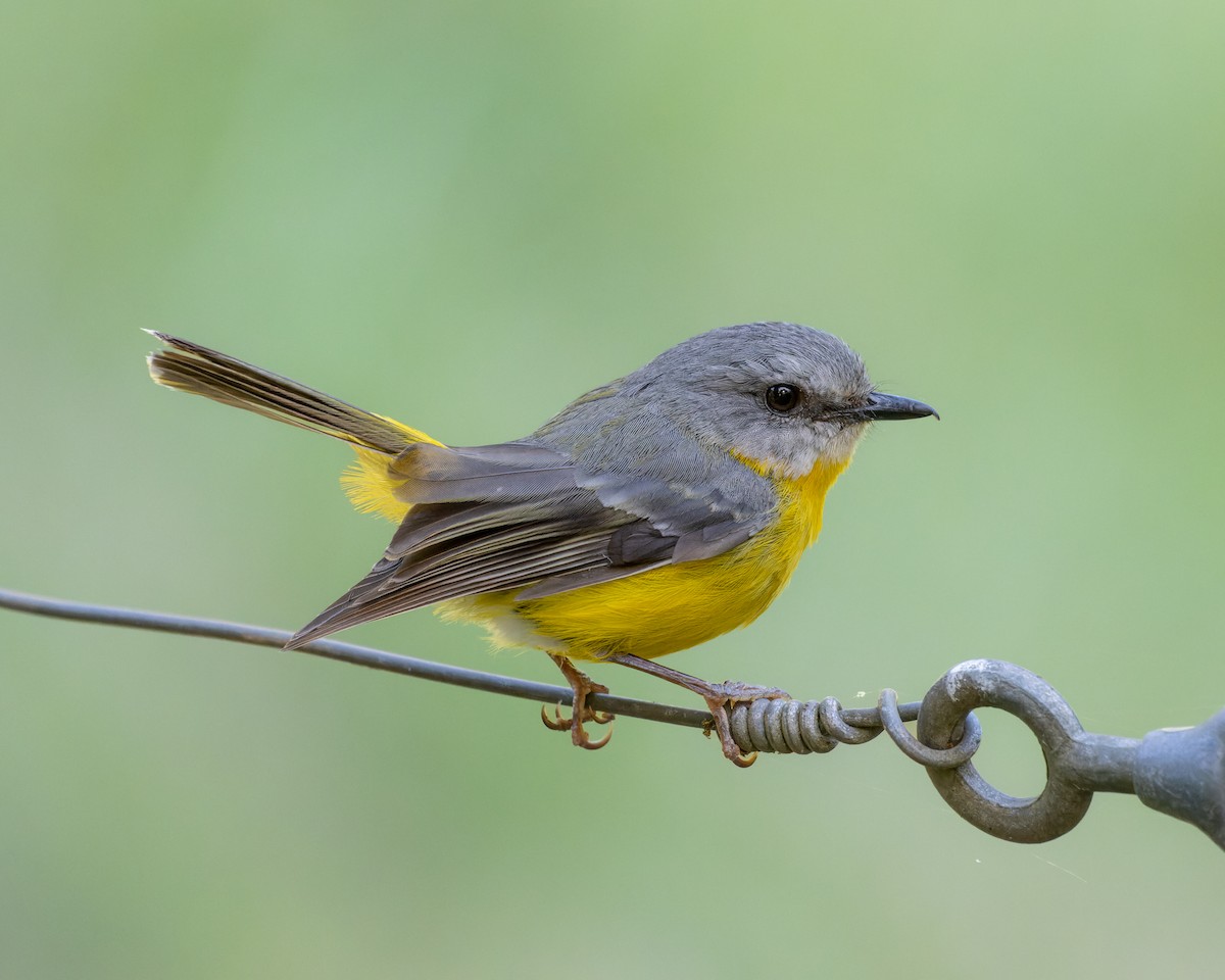 Eastern Yellow Robin - ML507331651