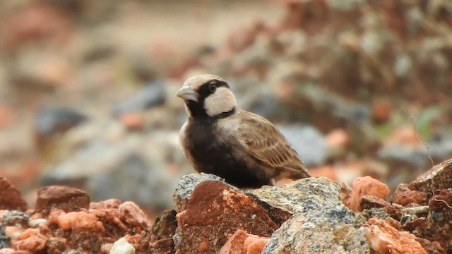 Ashy-crowned Sparrow-Lark - ML507332961