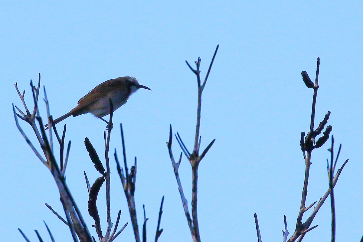 Tawny-crowned Honeyeater - ML507333791