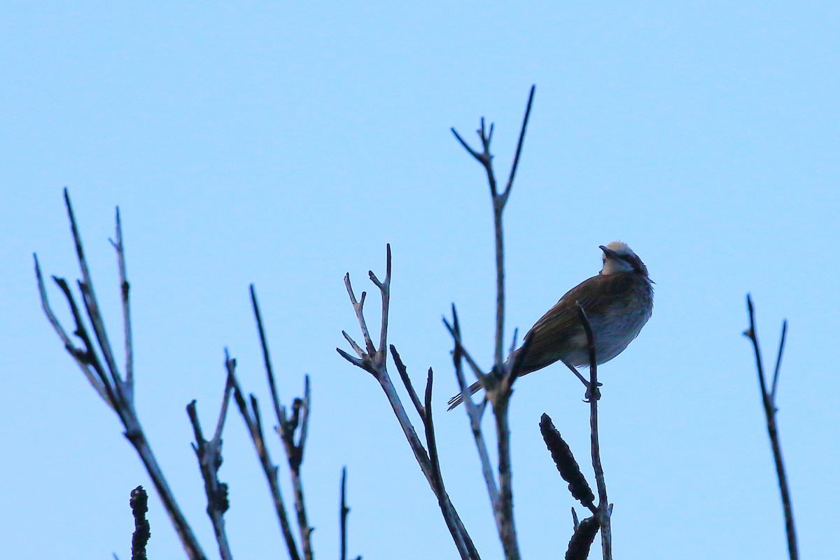 Tawny-crowned Honeyeater - ML507333801