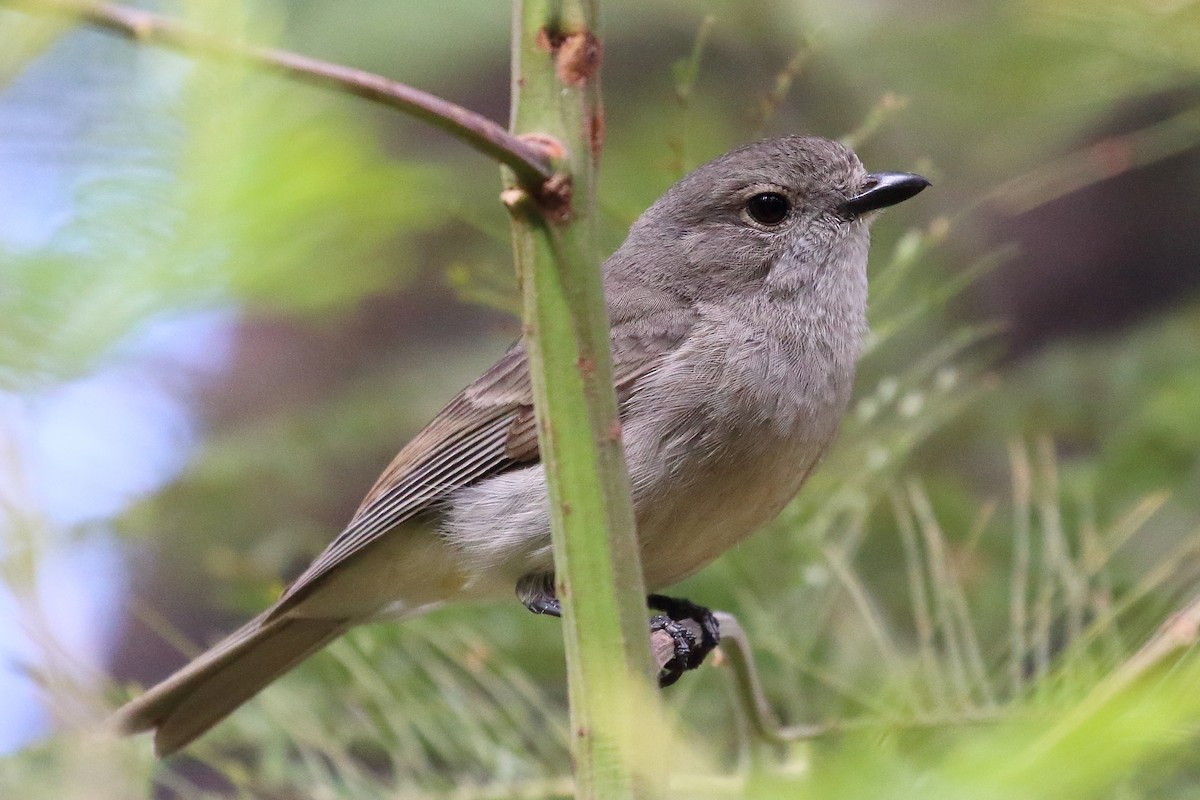 Golden Whistler (Eastern) - ML507333901