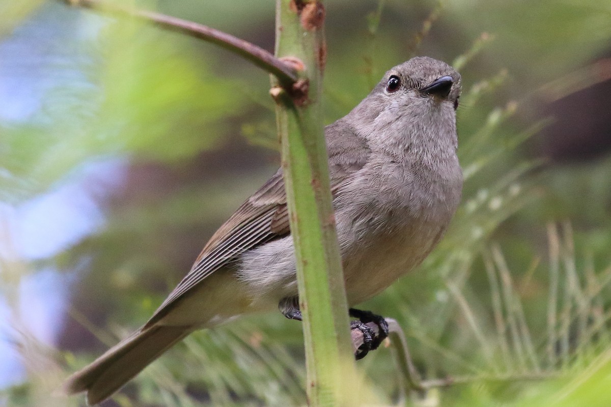 Golden Whistler (Eastern) - ML507333911