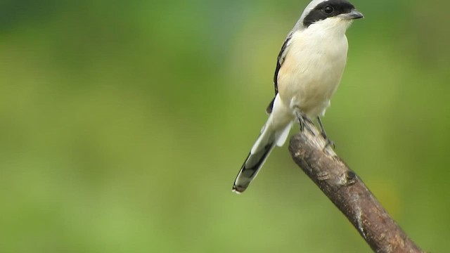 Bay-backed Shrike - ML507333951