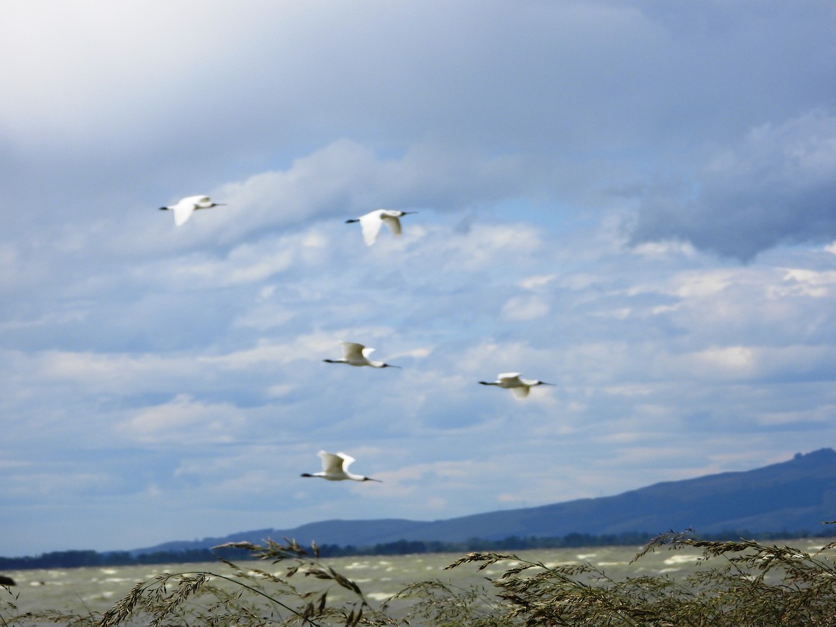 Mokozabal burubeltza - ML507334341