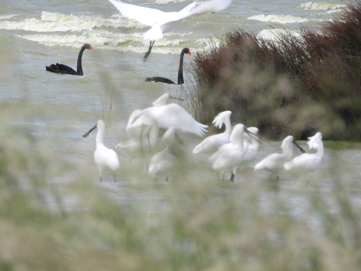 Mokozabal burubeltza - ML507334961