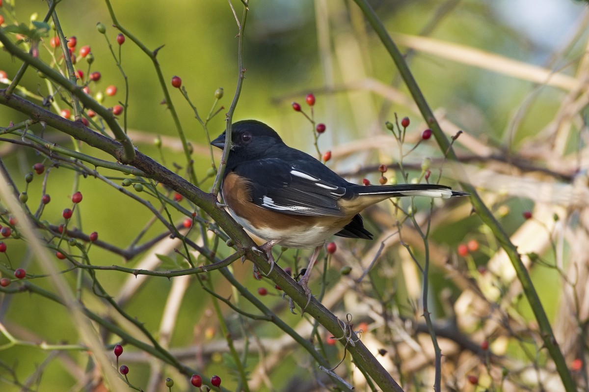 Eastern Towhee - ML507336441