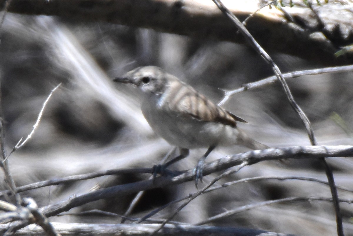 Lesser Whitethroat (Desert) - ML507336881