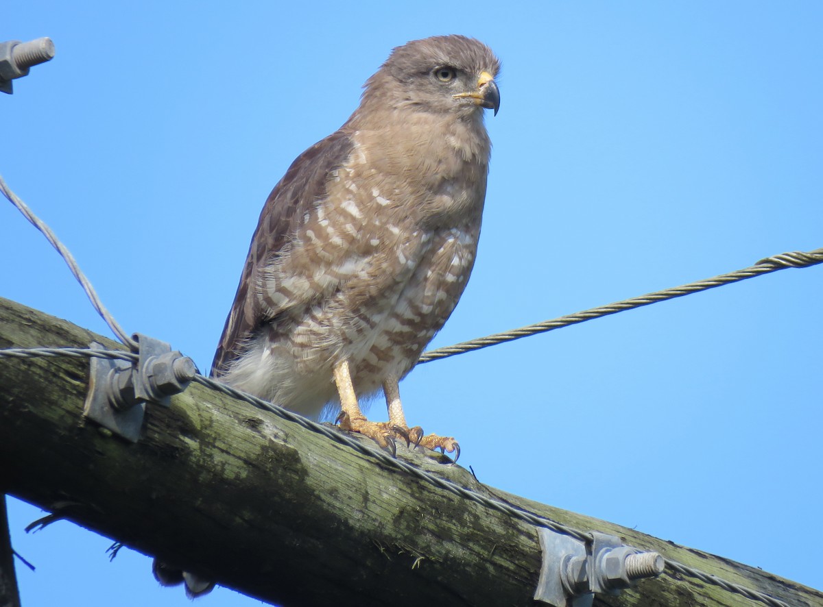 Fasciated Snake-Eagle - Brad Arthur