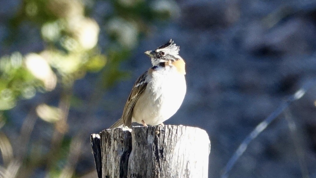 Rufous-collared Sparrow - ML507338331