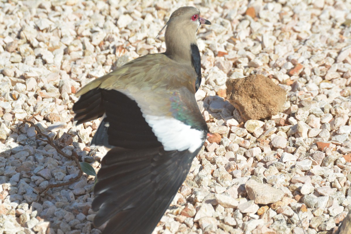 Southern Lapwing - Chuck Saleeby