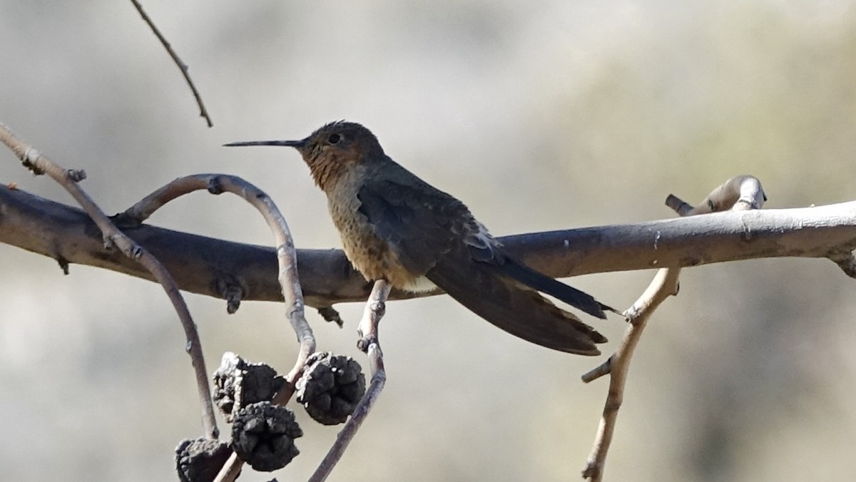 Giant Hummingbird - ML507341531