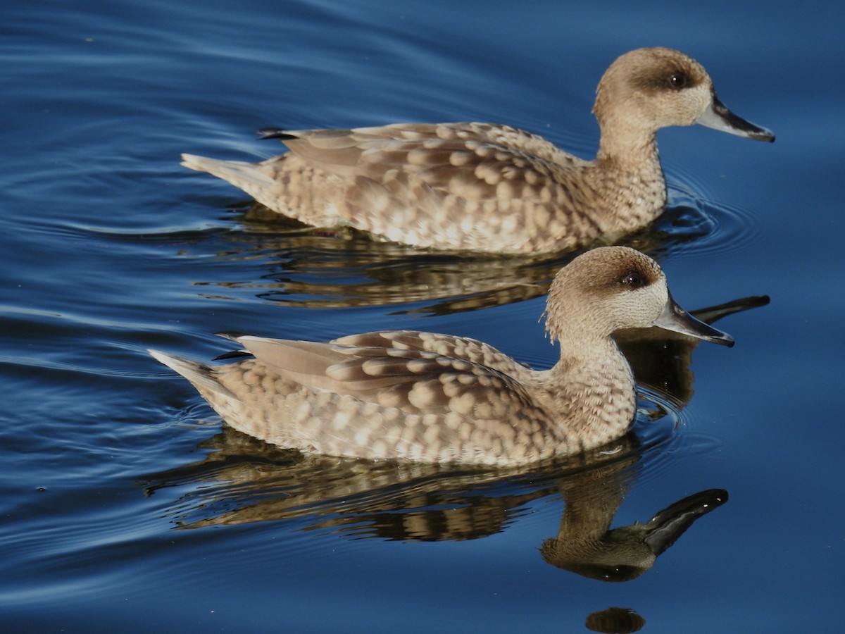 Marbled Duck - ML507342391