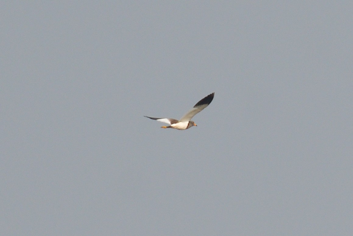 Gray-headed Lapwing - H Nambiar