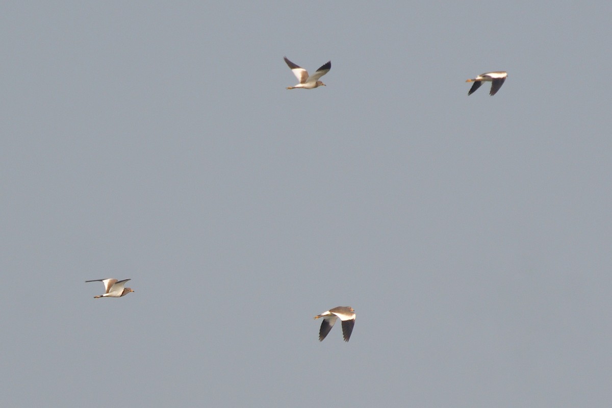 Gray-headed Lapwing - ML507342561