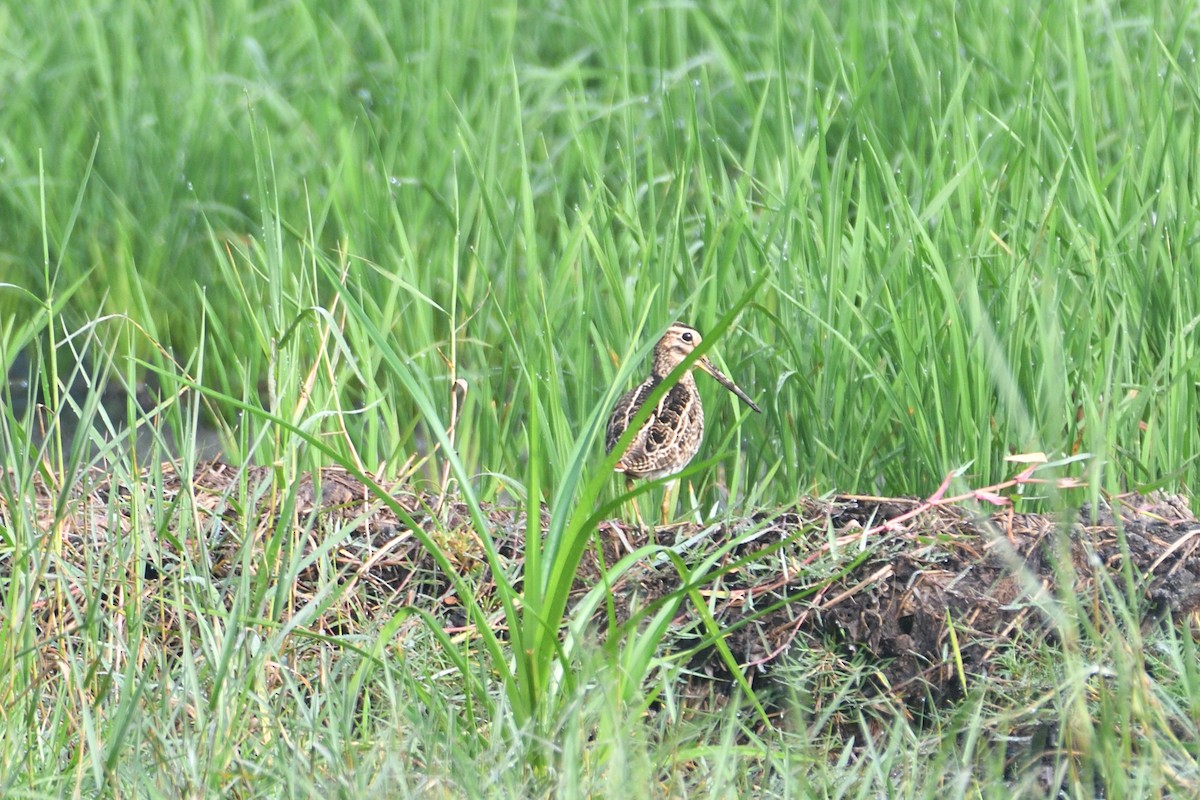 Pin-tailed Snipe - ML507342571