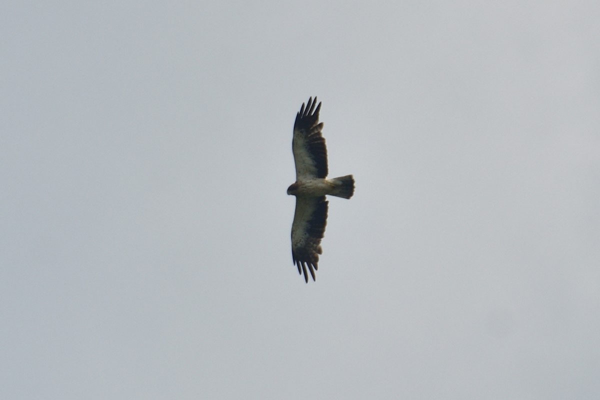 Booted Eagle - ML507342591