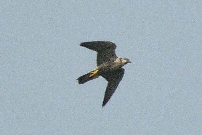 Peregrine Falcon - ML507342611