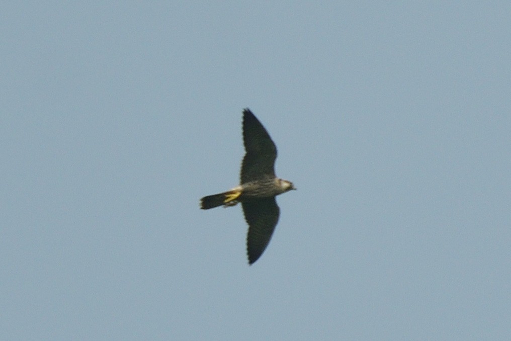 Peregrine Falcon - ML507342621