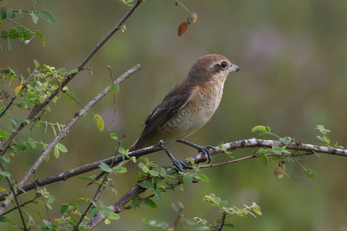 Brown Shrike - H Nambiar