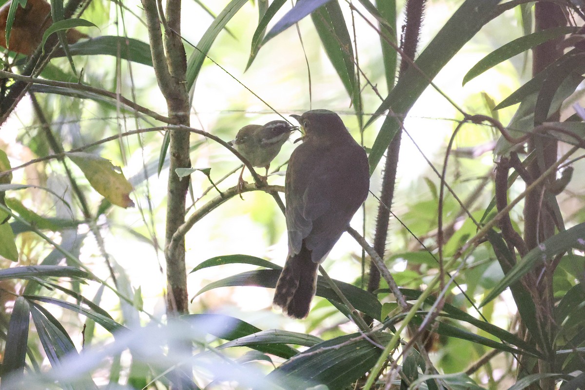 Fan-tailed Cuckoo - ML507342731