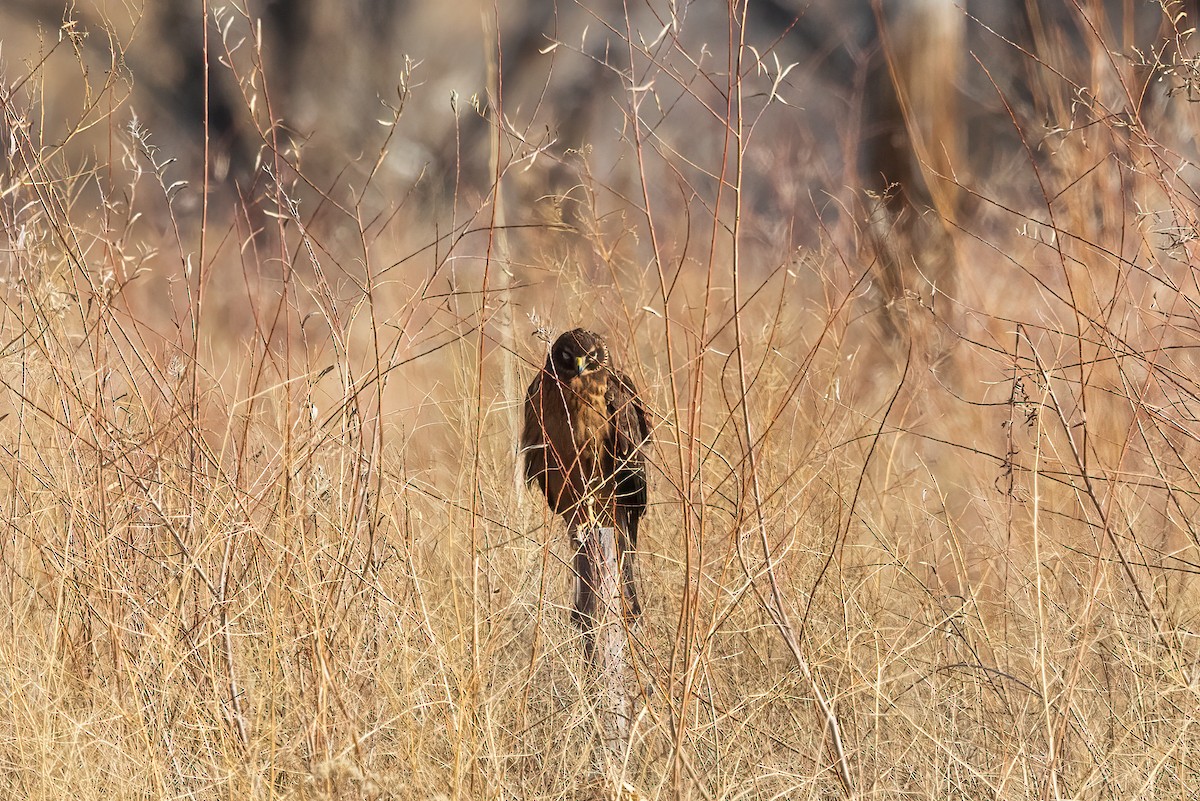 Northern Harrier - ML507342751