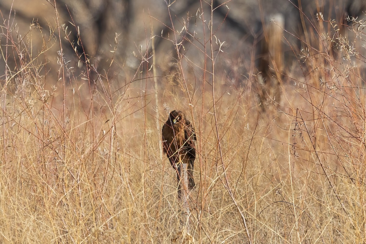Northern Harrier - ML507342761