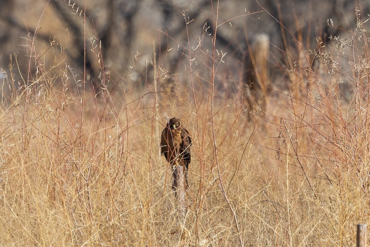 Northern Harrier - ML507342771
