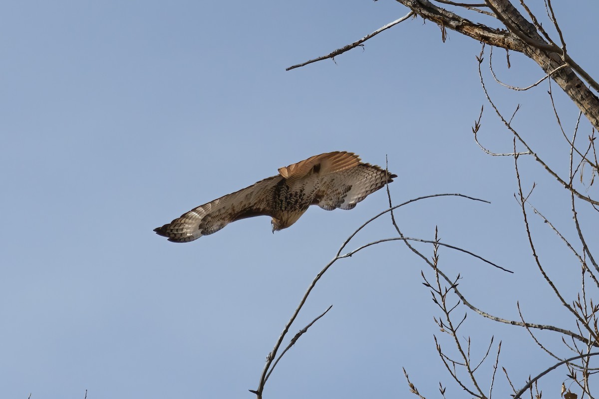 Red-tailed Hawk - ML507342831
