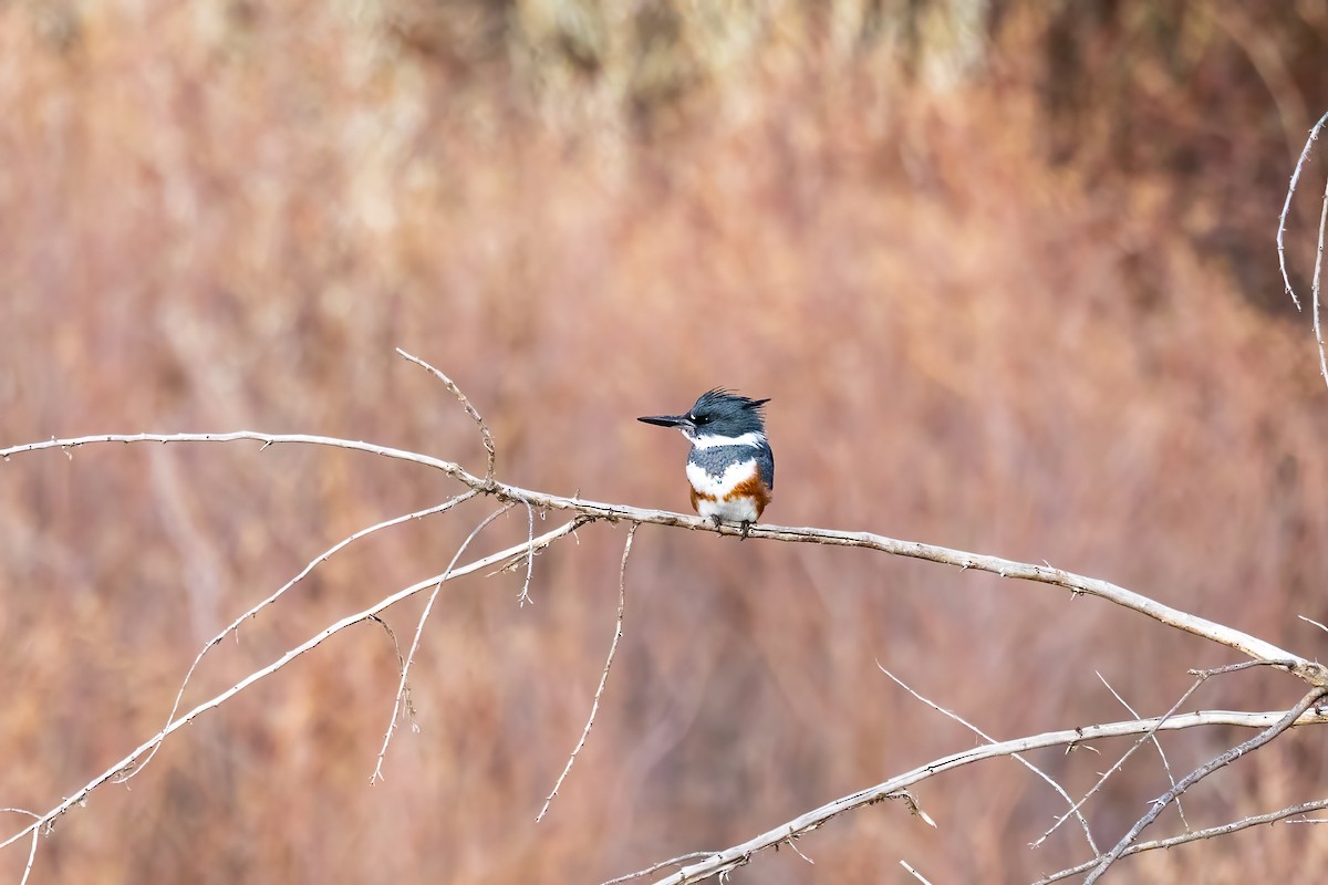Belted Kingfisher - ML507342911