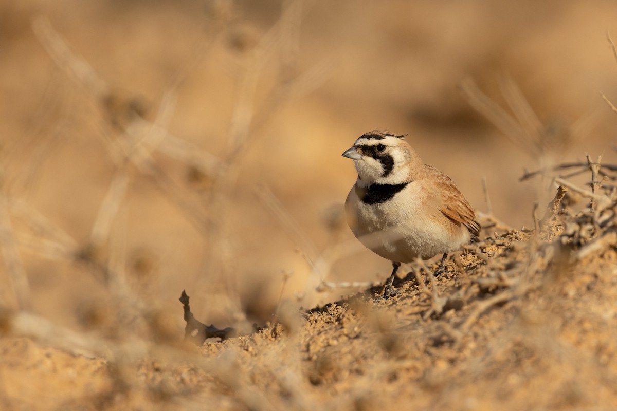 Temminck's Lark - ML507343471