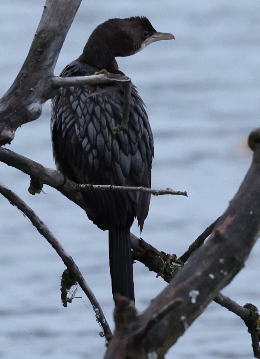 Pygmy Cormorant - ML507343511