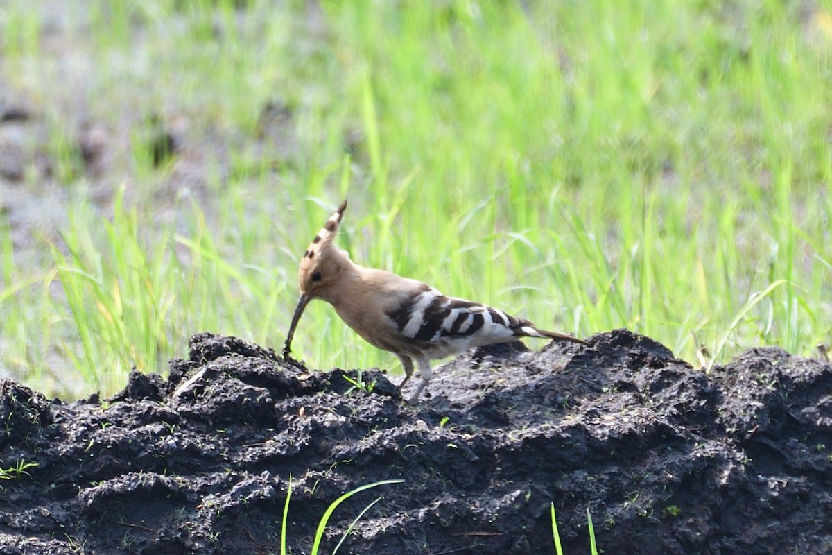 Eurasian Hoopoe - ML507344401