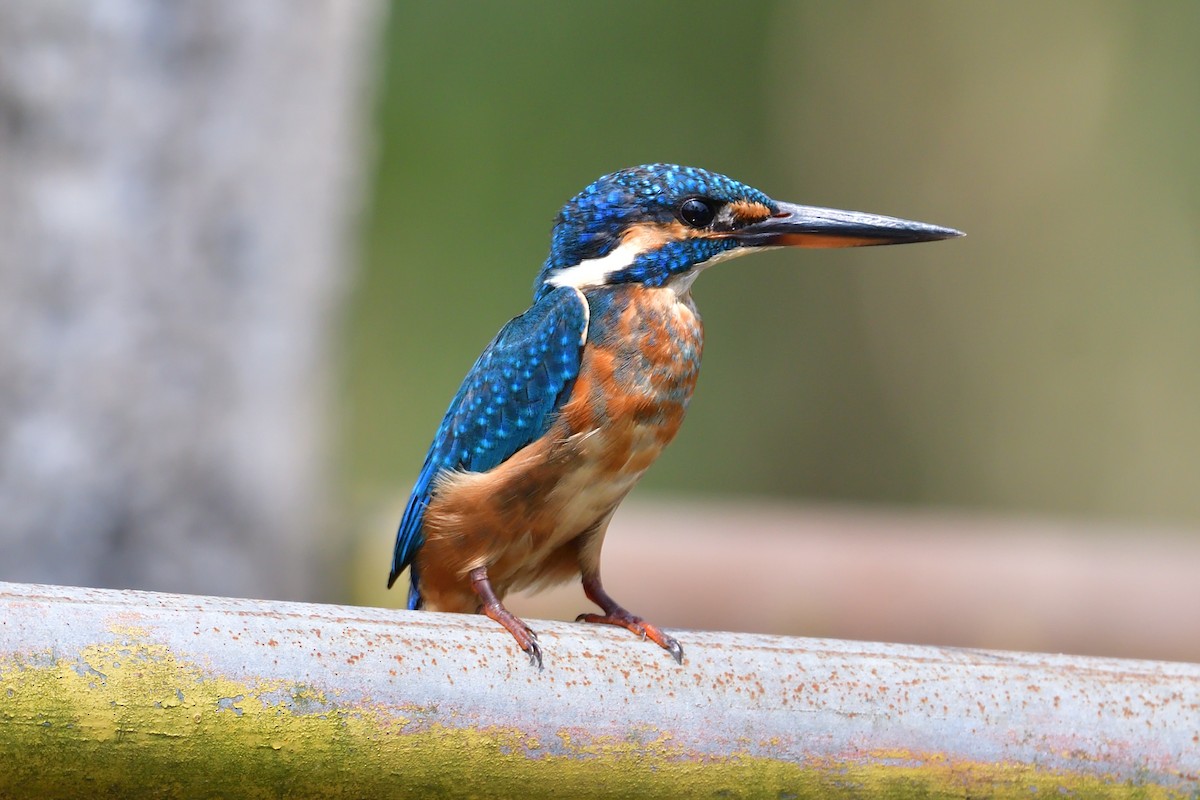 Martin-pêcheur d'Europe - ML507344411