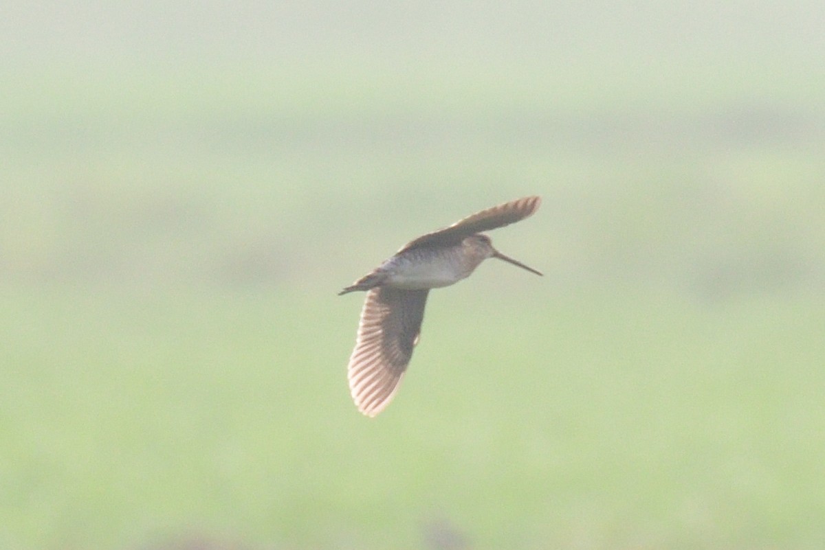 Common Snipe - ML507344431