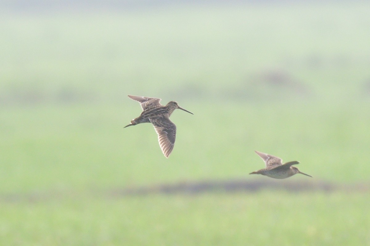 Common Snipe - ML507344441