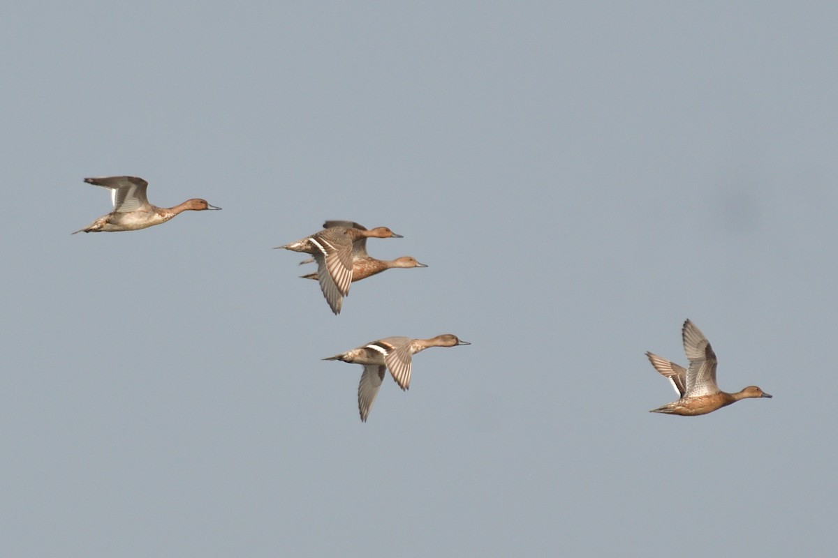 Northern Pintail - H Nambiar